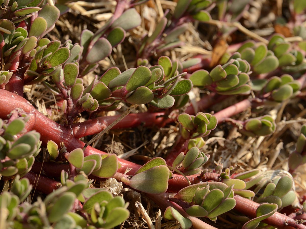 vegetative Triebe